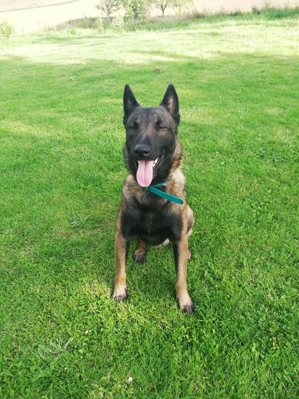  Chien malinois mle lof confirm   saillir 