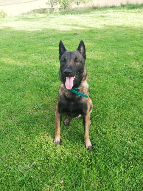 Chien malinois mà¢le lof confirmé à  saillir 0 47310 Laplume