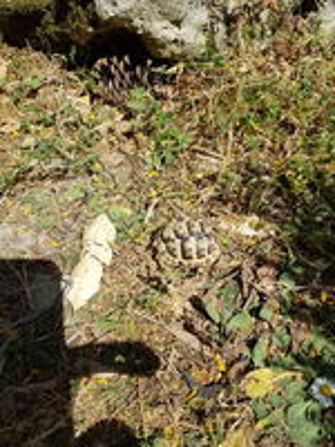   Tortue de terre 