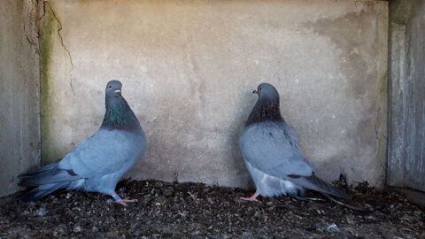 Pigeons bleu de Gascogne 15 36160 Pouligny-saint-martin