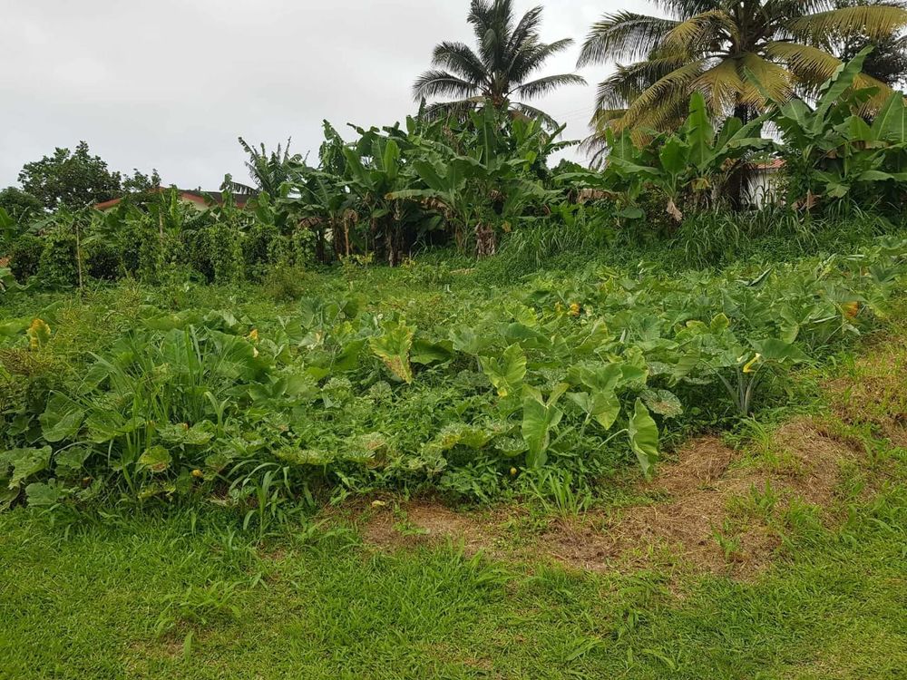 Vente Terrain Terrain plat constructible de 884 m2 Basse-pointe