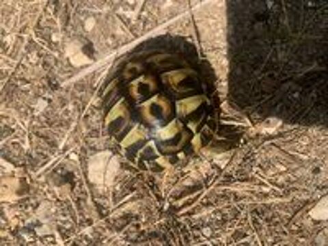   Bébés tortues terrestres  1 an 
