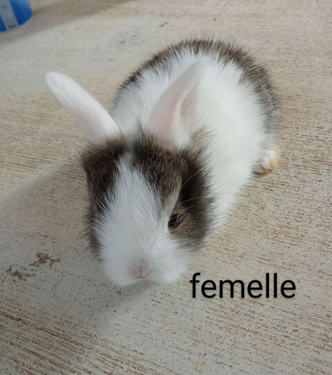 Bébé lapin femelle 85140 25 85140 Les essarts