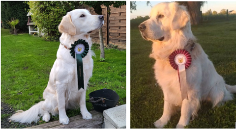 Chiots Golden retriever lof pour fin juillet 1400 59300 Valenciennes