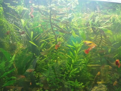 Plantes 0 66100 Perpignan