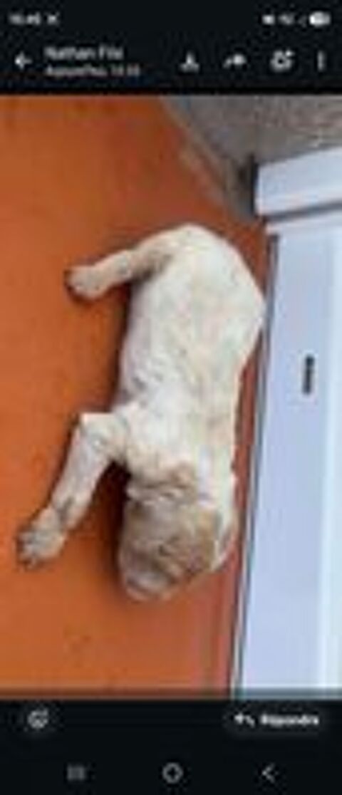   Epagneul bretons (chiot) 