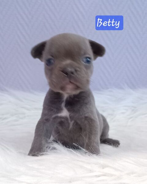 Chiot bouledogue fran&ccedil;ais exotique 1500 18370 Beddes