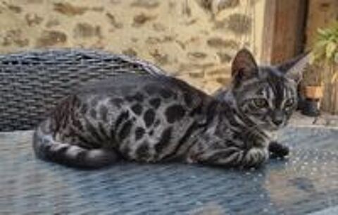   Chaton femelle Bengal LOOF née le 14/03/2026 