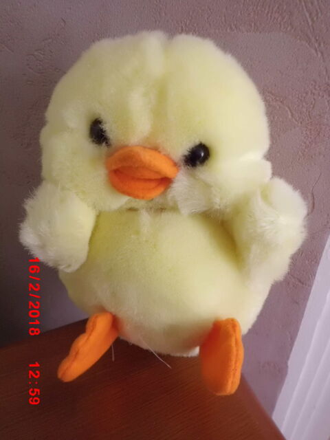 CANARD JOUAL 15 Oignies (62)