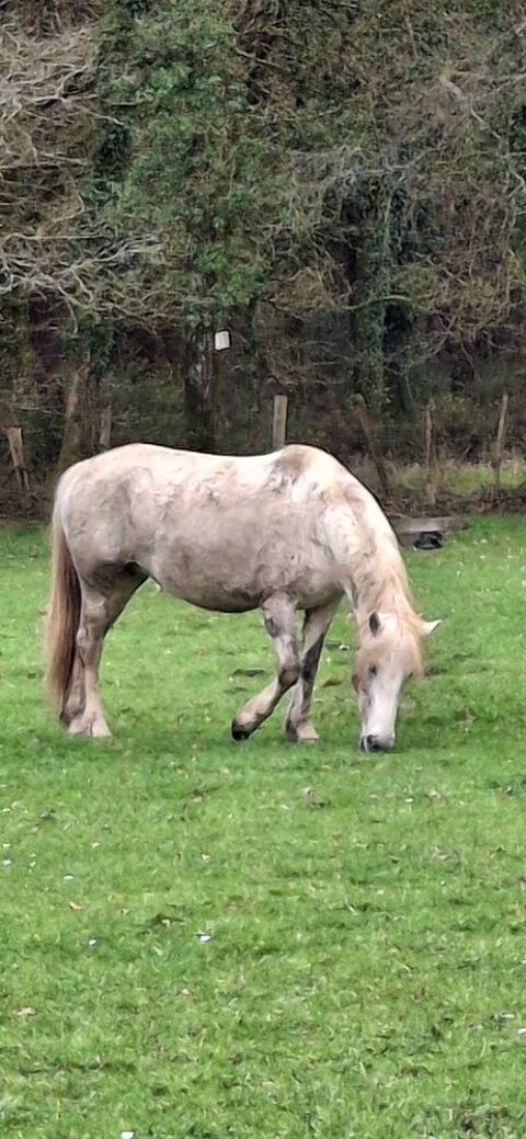 jument pure camargue  douce 2500 56250 Tr�dion