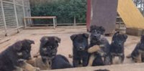   chiot berger allemand 