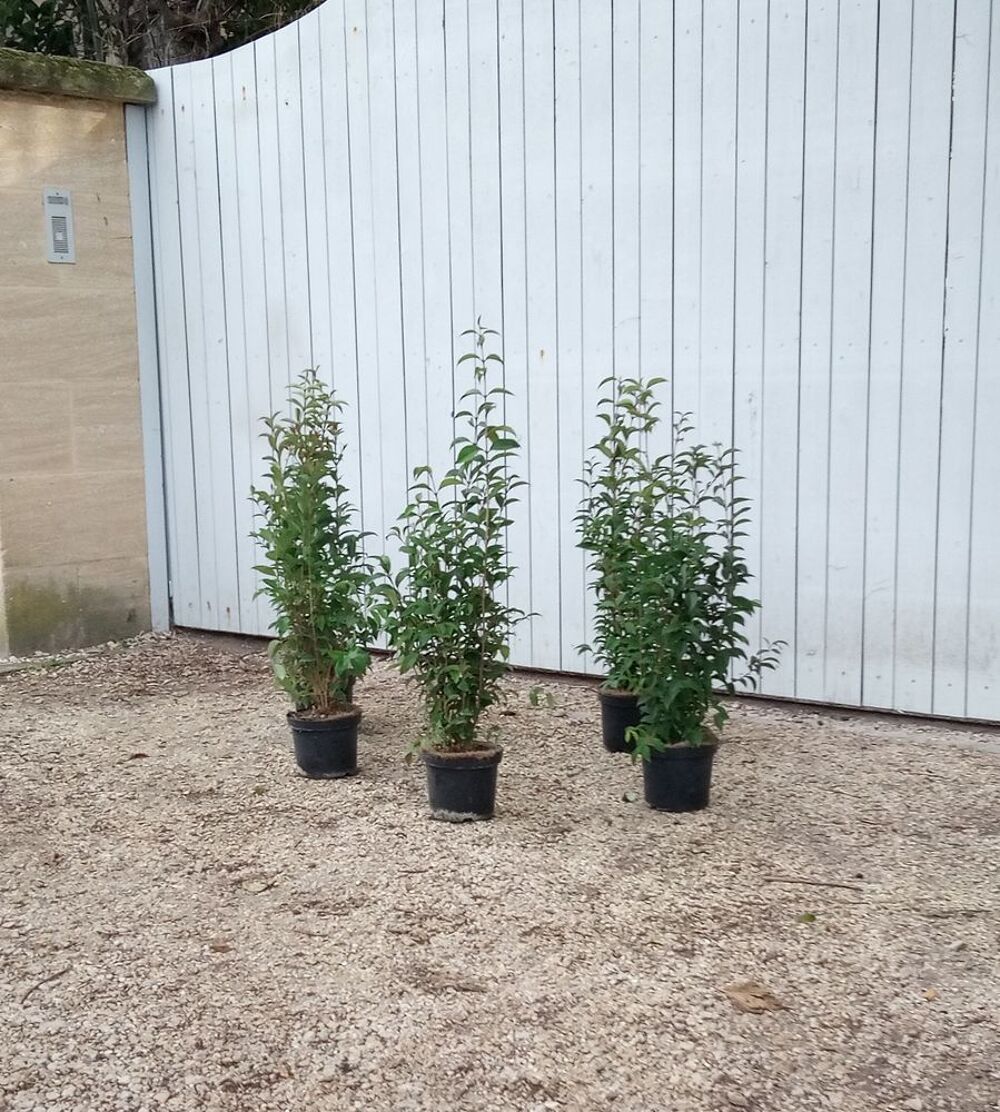 Tro&egrave;ne du Japon, arbuste de haie rustique en container. Jardin