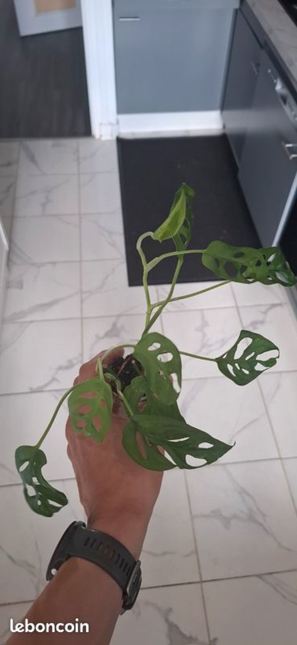 Monstera adansonii bouture 28 Décoration
