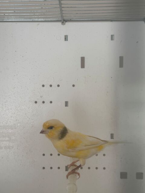 Couple de canari 40 93330 Neuilly-sur-marne