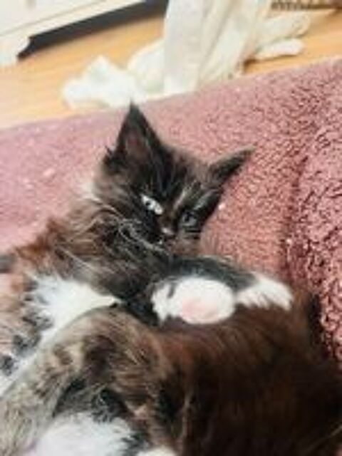   Magnifique femelle Maine Coon black & white. 