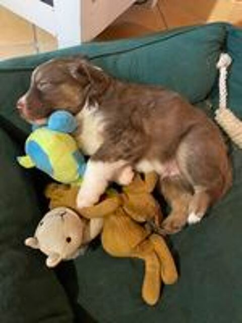   Chiot Berger Américain Miniature 