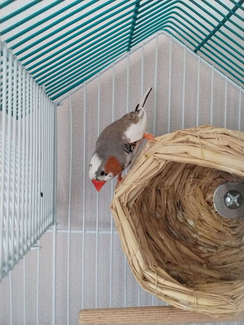 Diamants mandarin 10 77190 Dammarie-les-lys