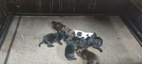   A réserver chiots Cockers Spaniels Anglais  