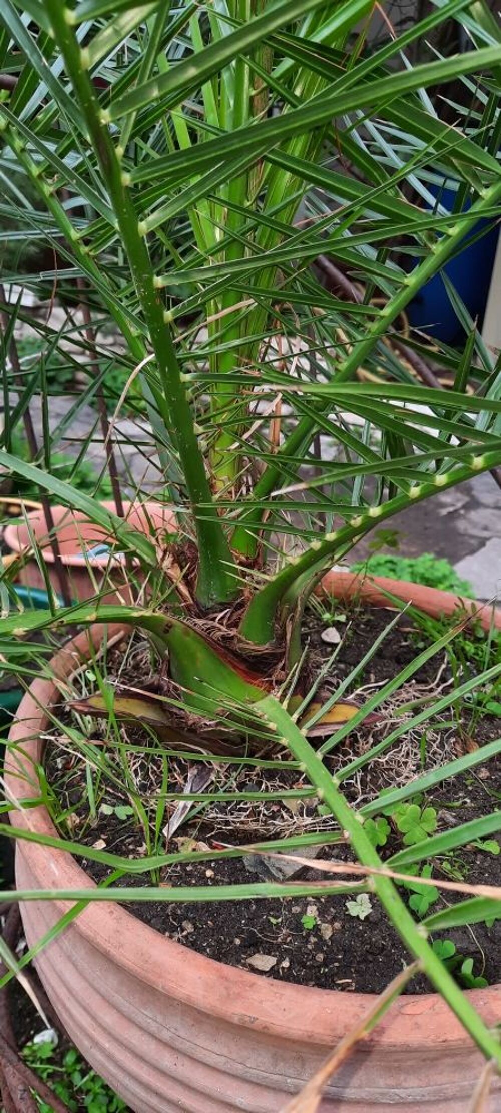 palmier phoenix Jardin