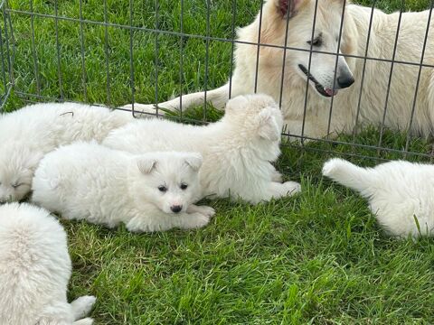 Chiots BBS LOF, Sant&eacute; et Adn 1600 79700 La chapelle largeau