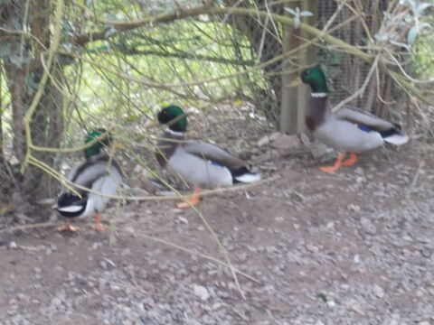 CANARD COLVERT 11 01400 Condeissiat