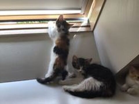   Chatons à adopter 