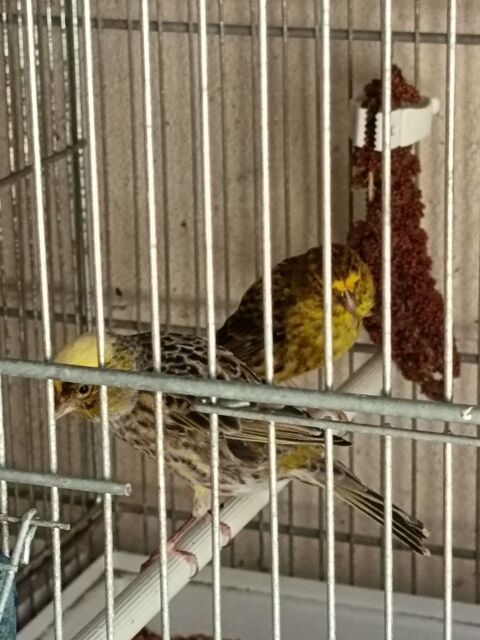 Canaris lizars 30 11100 Narbonne