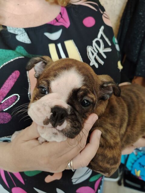 chiots old english bulldog ( ancêtre bulldog anglais) 1000 33820 Saint-ciers-sur-gironde