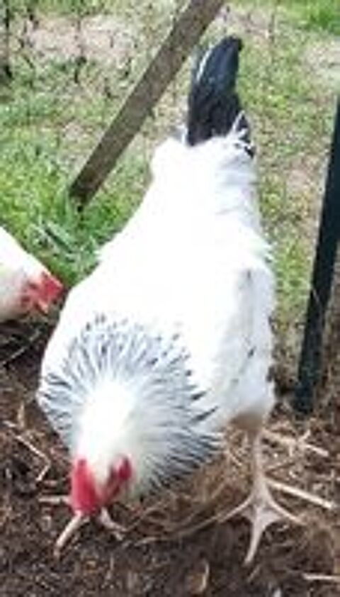   COQ SUSSEX  