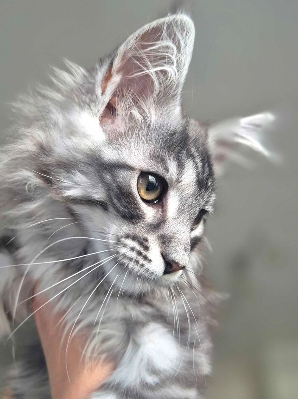 magnifique chaton Maine coon loof 