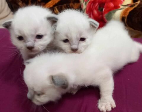 chatons sacr&eacute; de Birmanie 1200 06100 Nice