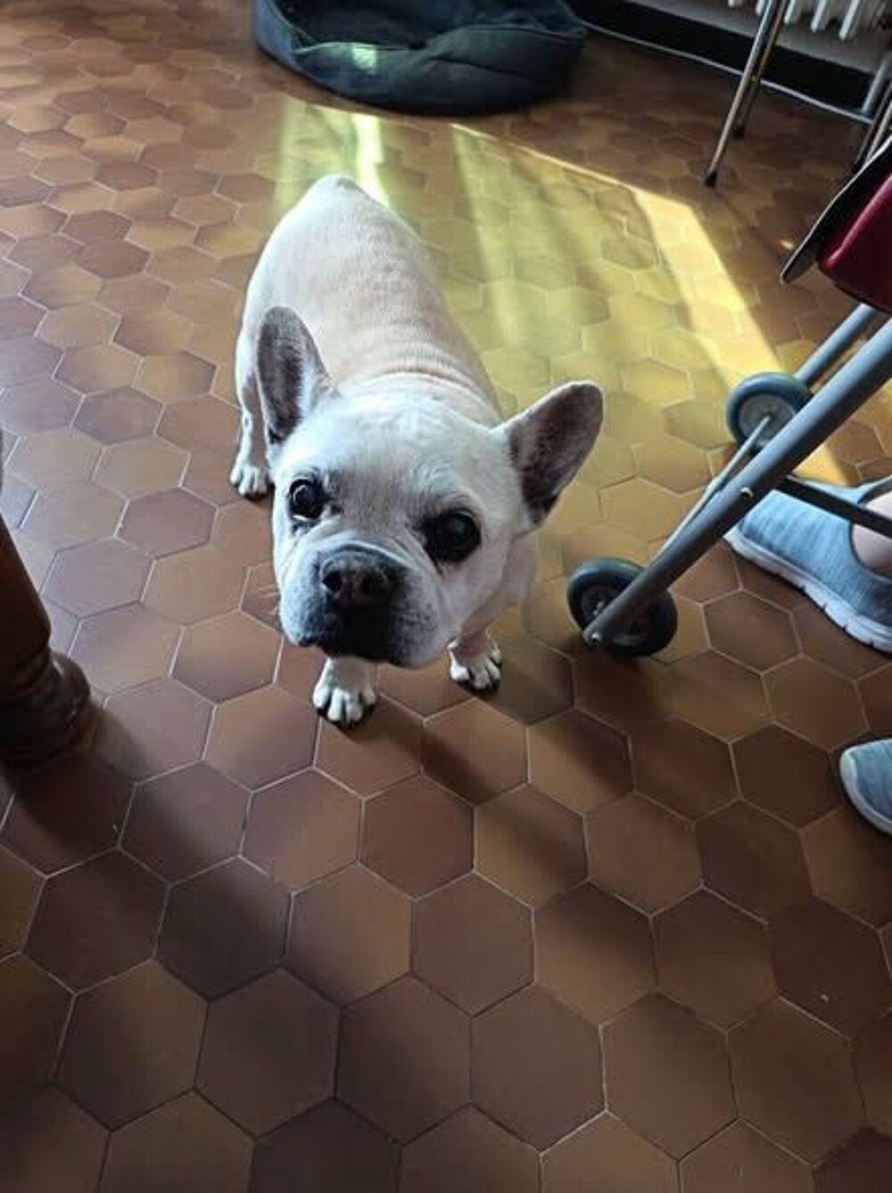   Chien BATAILLE à l adoption 