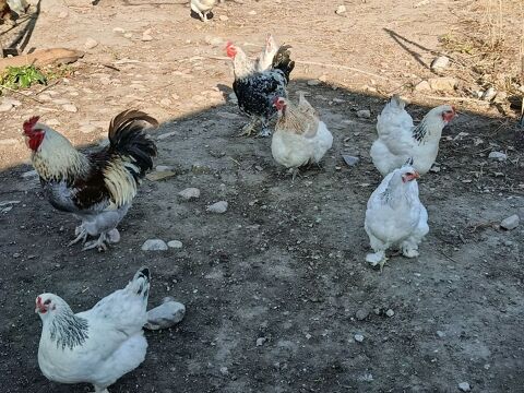 Oeufs f&eacute;cond&eacute;s 1 63120 Sermentizon