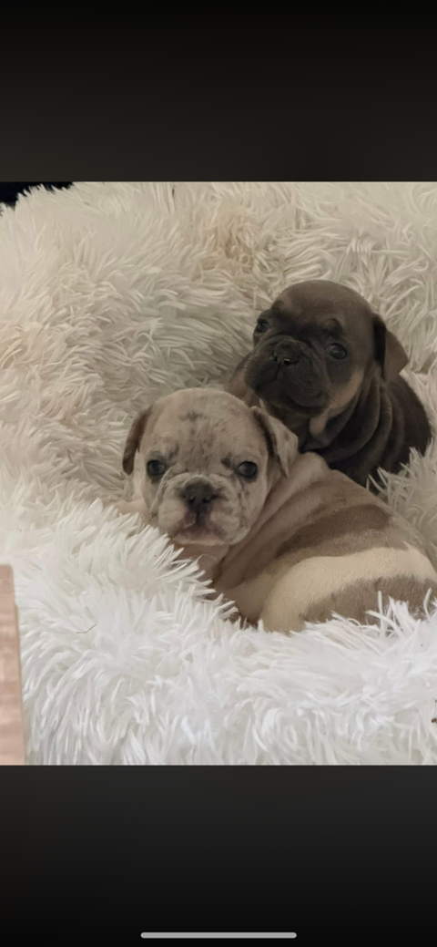 &Agrave; vendre magnifique Bouledogue fran&ccedil;ais EXO 1500 91100 Villab�
