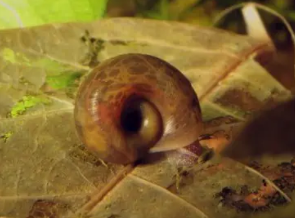   Planorbes - Escargots eau douce 
