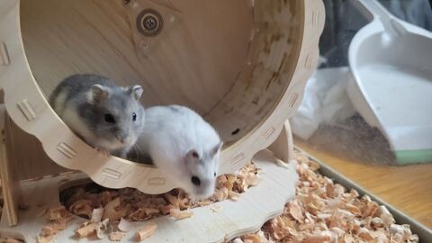 Hamster russe &agrave; donner contre bon soin 0 81260 Brassac