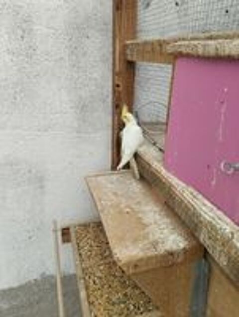   jeunes calopsittes de 2025 