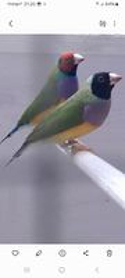   Disponible diamant de gould  