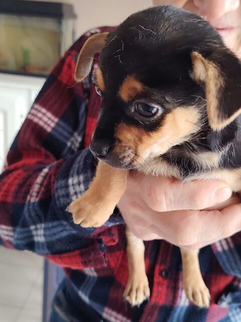 Chihuahua a reserver 699 45300 Manchecourt