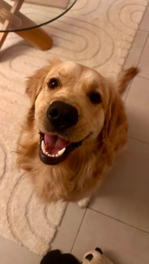 Magnifique jeune golden Retriever 1 an et 2 mois 900 06200 Nice