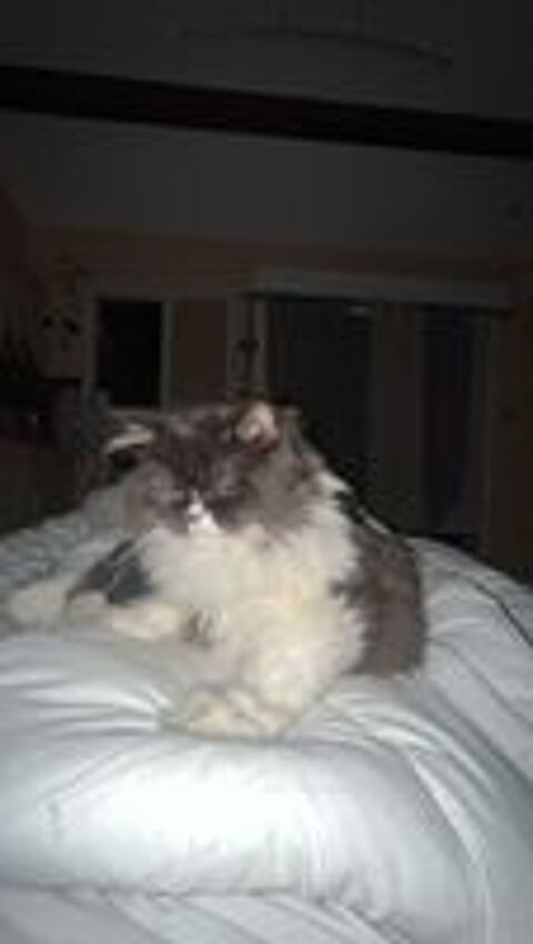   Chaton 