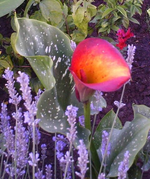 LOT DE CALLAS 20 Saint-Vincent-de-Reins (69)