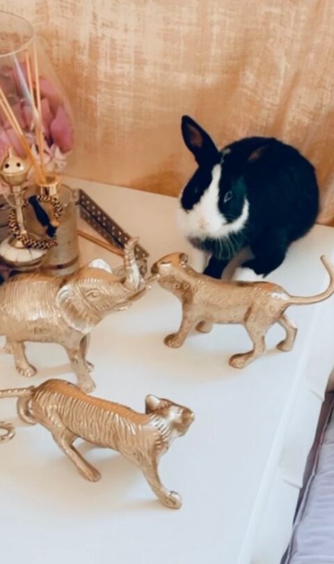 Bonjour 
Je donne un lapin nain avec sa cage 0 95200 Sarcelles