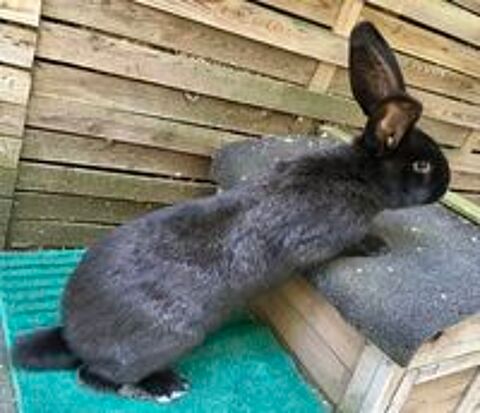   Lapine Géante  