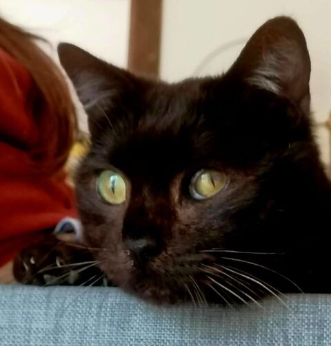 Night chat de 10 ans adorable cherche panier retraite 100 11000 Carcassonne