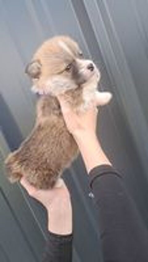   Welsh corgi pembroke lof 