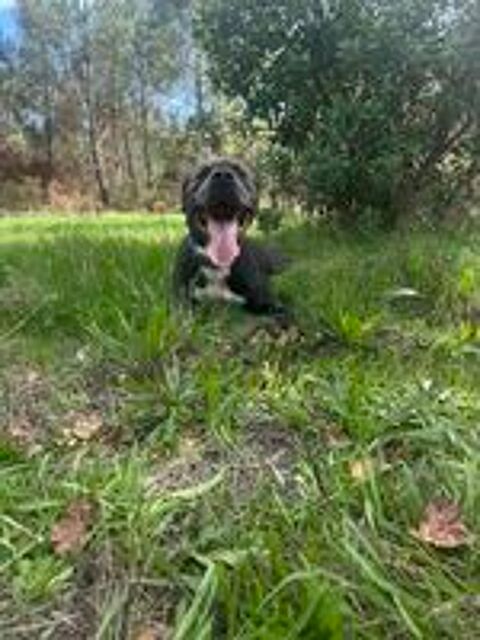   Tyson, mâle retriever du Labrador de 3 ans,  