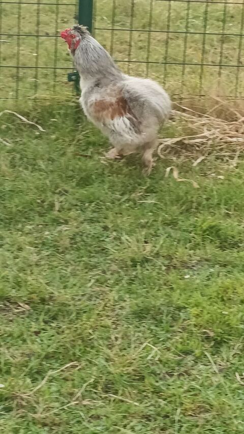 Coq  Pékin plus 1coq de soie 15 33230 Abzac
