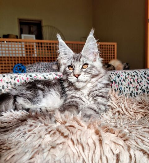 Chatons Maine coon LOOF 2000 42630 Régny