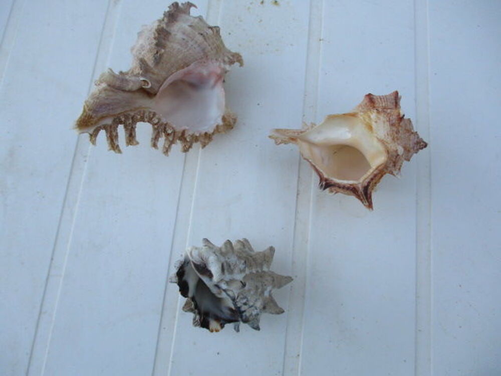 coquillages 